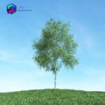 مدل سه بعدی درخت 001 3Dsmax | Vray | Tree memarbash.com 001