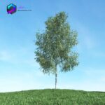 مدل سه بعدی درخت 002 3Dsmax | Vray | Tree memarbash.com 002