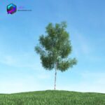 مدل سه بعدی درخت 006 3Dsmax | Vray | Tree memarbash.com 006