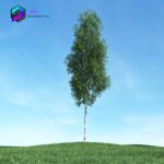 مدل سه بعدی درخت 008 3Dsmax | Vray | Tree memarbash.com 008