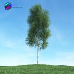 مدل سه بعدی درخت 009 3Dsmax | Vray | Tree memarbash.com 009