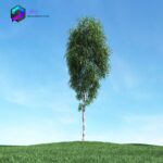 مدل سه بعدی درخت 010 3Dsmax | Vray | Tree memarbash.com 010