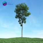 مدل سه بعدی درخت 011 3Dsmax | Vray | Tree memarbash.com 011