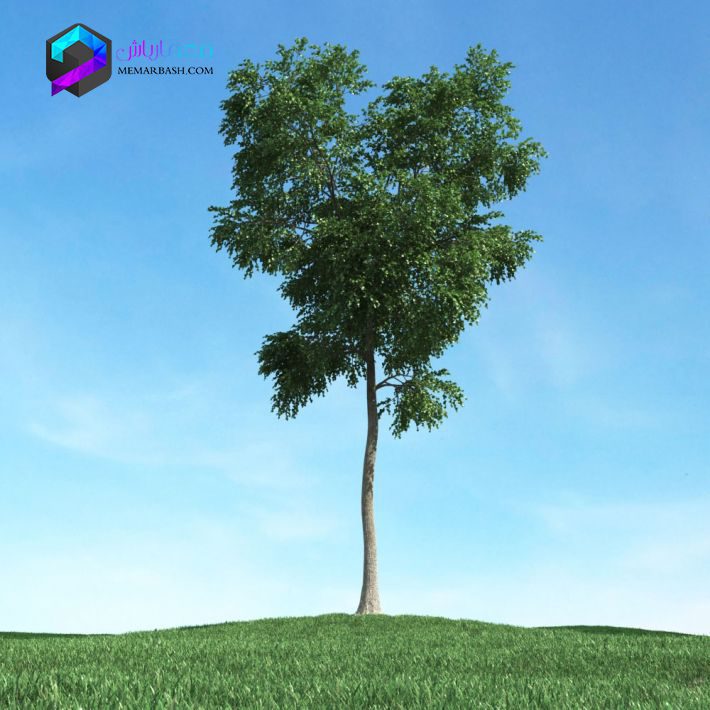 مدل سه بعدی درخت 012 3Dsmax | Vray