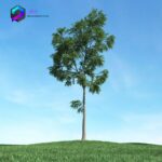مدل سه بعدی درخت 013 3Dsmax | Vray | Tree memarbash.com 013