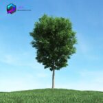 مدل سه بعدی درخت 018 3Dsmax | Vray | Tree memarbash.com 018