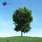 مدل سه بعدی درخت 019 3Dsmax | Vray | Tree memarbash.com 019