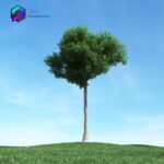 مدل سه بعدی درخت 020 3Dsmax | Vray | Tree memarbash.com 020