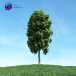 مدل سه بعدی درخت 026 3Dsmax | Vray | Tree memarbash.com 026