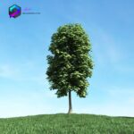 مدل سه بعدی درخت 027 3Dsmax | Vray | Tree memarbash.com 027