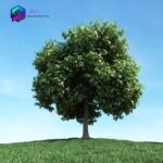 مدل سه بعدی درخت 028 3Dsmax | Vray | Tree memarbash.com 028
