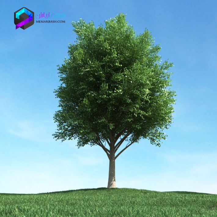 مدل سه بعدی درخت 029 3Dsmax | Vray