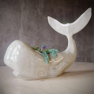 Whale succulent