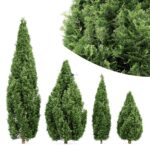 مدل سه‌بعدی درخت جونیپر کوه راکی | 4 Rocky Mountain Juniper Tree