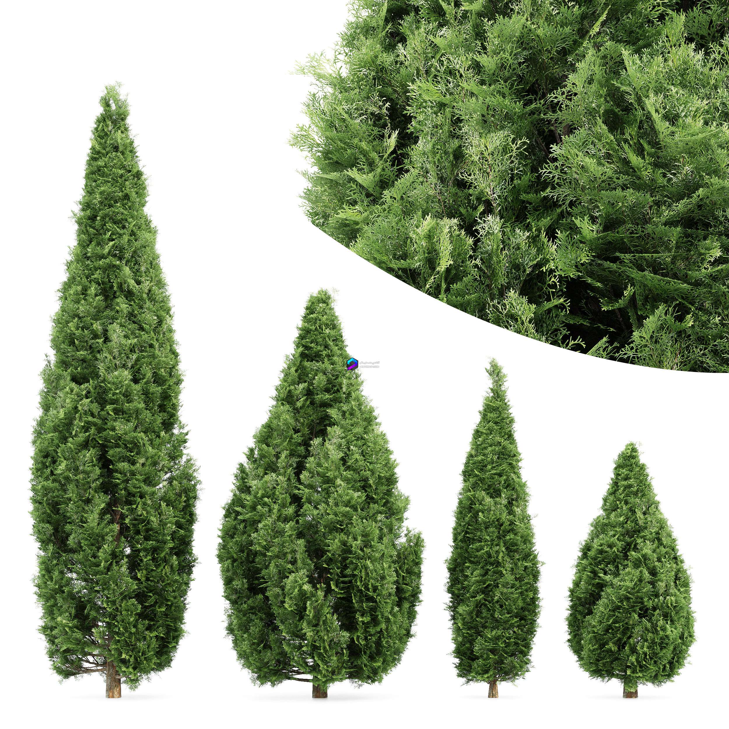 4 Rocky Mountain Juniper Tree
