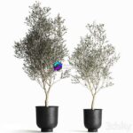 مدل سه‌بعدی درخت زیتون کوچک در گلدان فلزی مشکی | A collection of small Olive trees in a black metal pot and flowerpot. Set 967 0
