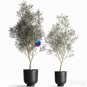 A collection of small Olive trees in a black metal pot and flowerpot. Set 967 0