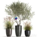 مدل سه‌بعدی گیاهان در گلدان‌های خارجی با درخت زیتون و نی | A set of plants in outdoor pots with an olive tree a reed a bush and a sapling. 1052 0