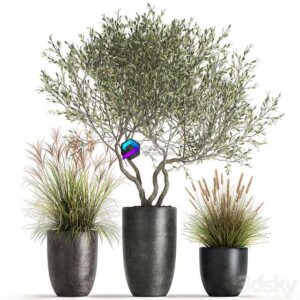 A set of plants in outdoor pots with an olive tree, a reed, a bush and a sapling. 1052 0