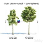 مدل سه‌بعدی درختان جوان Acer Drummondii | Acer drummondii – 6 trees 3 ages 0