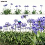 مدل سه‌بعدی گل آگانپتوس (Agapanthus) با طراحی طبیعی | Agapanthus frican lily 0