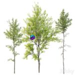 مدل سه‌بعدی درختان بهاری آلنیوس و بتولا | Alnus Glutinosa and Betula Pendula spring trees 0