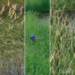 مدل سه‌بعدی گیاهان آبی طبیعی | Aquatic plants