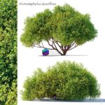 مدل سه‌بعدی درخت Arctostaphylos densiflora | Arctostaphylos densiflora 0