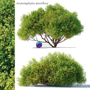 Arctostaphylos densiflora 0