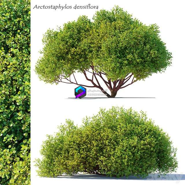مدل سه‌بعدی درخت Arctostaphylos densiflora