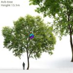 مدل سه‌بعدی درخت راش با ارتفاع 13 متر | Ash tree 1 17.1m 0