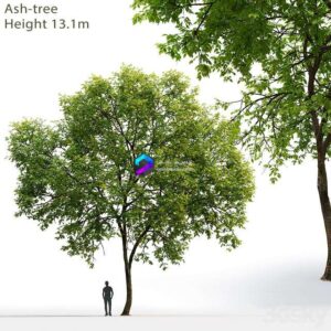 Ash-tree # 1 (17.1m) 0