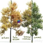 مدل سه‌بعدی درخت افرا با تنوع فصلی | Ash tree Fraxinus 1 0