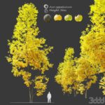 مدل سه‌بعدی درخت افرا کبادوکیوم با برگ‌های زرد | Autumn Acer cappadocicum coliseum maple