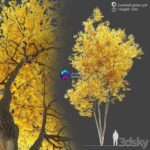 مدل سه‌بعدی درخت چنار زرد با ارتفاع 12 متر | Autumn Summit Green Ash Fraxinus Pennsylvanica Summit 0