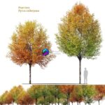 مدل سه‌بعدی درخت گلابی پاییزی | Autumn pear tree 0