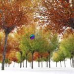 مدل سه‌بعدی درخت گلابی پاییزی | Autumn pear tree 2