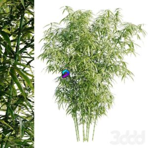 Bamboo Bush 0