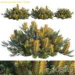 مدل سه‌بعدی درختچه Banksia Spinulosa با گل‌های زرد | Banksia spinulosa Cherry candles