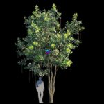 مدل سه‌بعدی درخت Barringtonia Acutangula | Barringtonia acutangula var 1 0