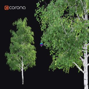 Birch