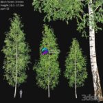 مدل سه‌بعدی درختان چنار طبیعی | Birch forest part 12 0