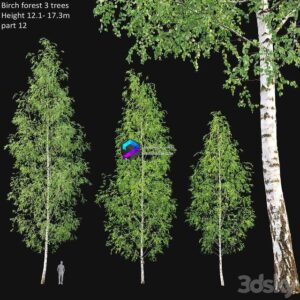 Birch forest part 12 0