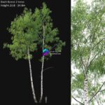 مدل سه‌بعدی درختان بید سفید طبیعی | Birch forest part 7 23.8 24.8m 0