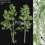 مدل سه‌بعدی درختان بید سفید جنگلی | Birch forest part 9 0
