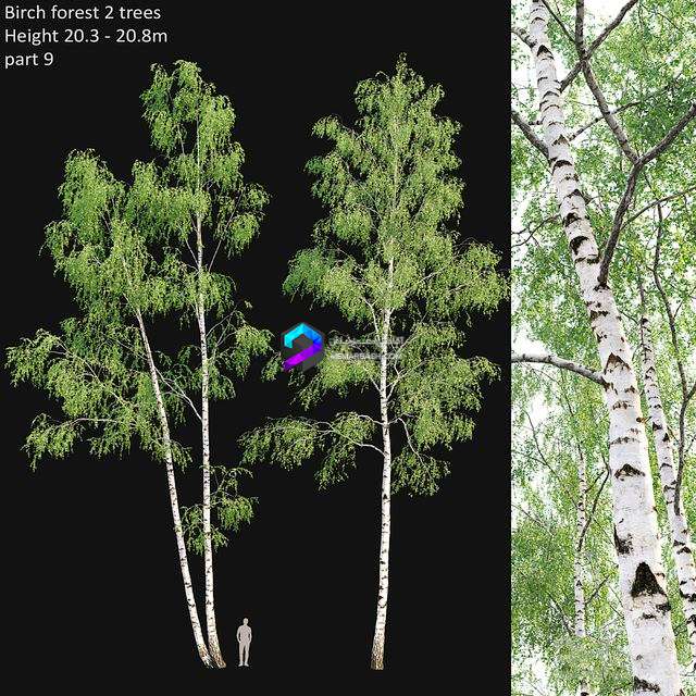 Birch forest part 9 0