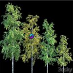 مدل سه‌بعدی درختان با طراحی طبیعی و متنوع | Birches 0