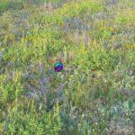 مدل سه‌بعدی چمن و پوشش گیاهی طبیعی | Blooming meadow grass 2