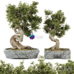 مدل سه‌بعدی درخت بونسای تزئینی | Bonsai Set Vol 01 0
