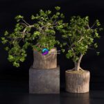 مدل سه‌بعدی درخت بونسای با گلدان چوبی | Bonsai broadleaf wooden pot 0